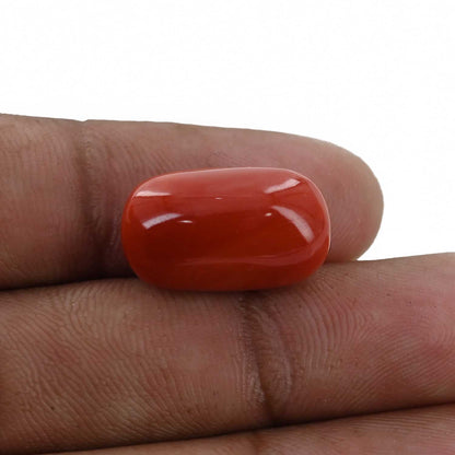 Red Coral (Moonga) - 17.14 Carat