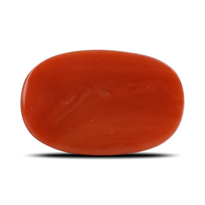 Red Coral (Moonga) - 13.61 Carat