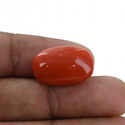 Red Coral (Moonga) - 13.61 Carat