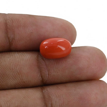 Red Coral (Moonga) - 5.89 Carat