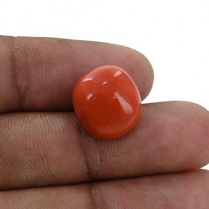 Red Coral (Moonga) - 11.59 Carat
