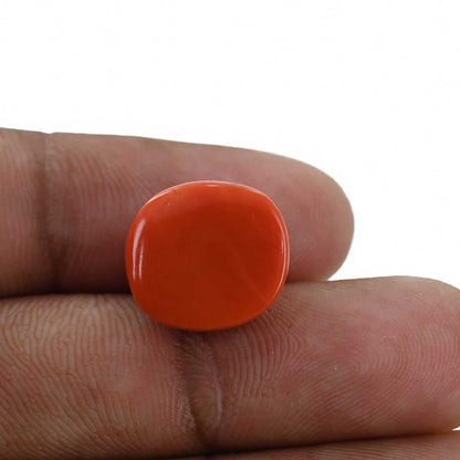 Red Coral (Moonga) - 11.59 Carat