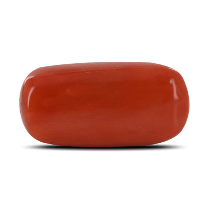 Red Coral (Moonga) - 14.67 Carat