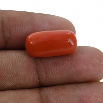 Red Coral (Moonga) - 14.67 Carat