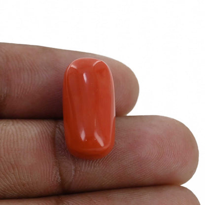 Red Coral (Moonga) - 14.67 Carat