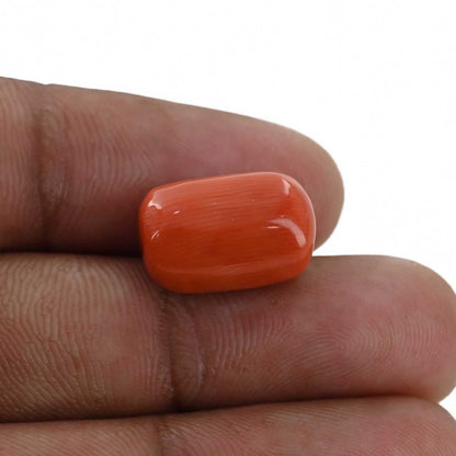 Red Coral (Moonga) - 12.27 Carat