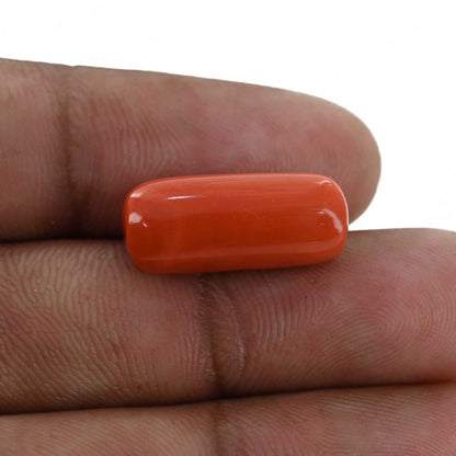 Red Coral (Moonga) - 12.2 Carat