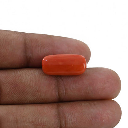 Red Coral (Moonga) - 10.88 Carat