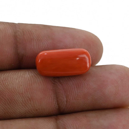 Red Coral (Moonga) - 9.71 Carat