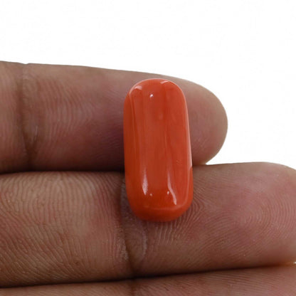 Red Coral (Moonga) - 11.76 Carat