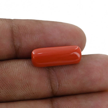 Red Coral (Moonga) - 8.16 Carat