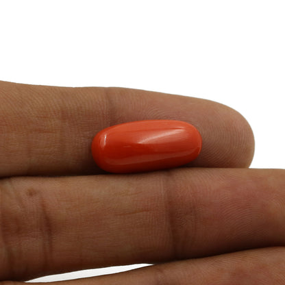 Red Coral (Moonga) - 6.61 Carat
