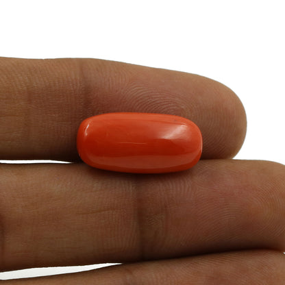 Red Coral (Moonga) - 8.83 Carat