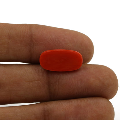 Red Coral (Moonga) - 5.94 Carat