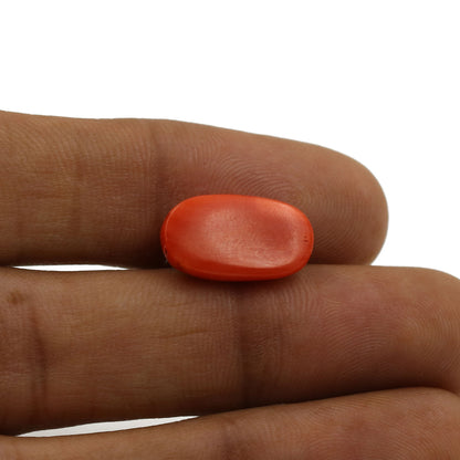 Red Coral (Moonga) - 6.96 Carat