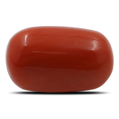 Red Coral (Moonga) - 14.9 Carat