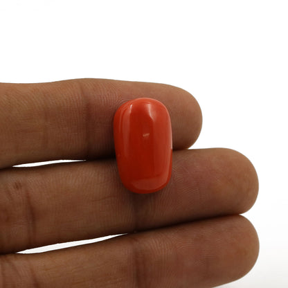 Red Coral (Moonga) - 14.9 Carat