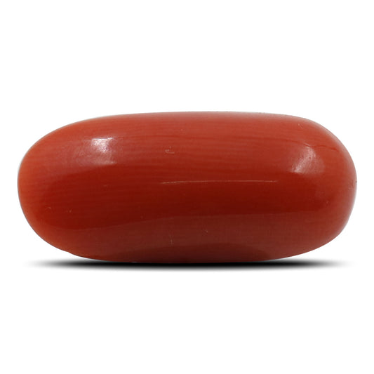 Red Coral (Moonga) - 5.93 Carat