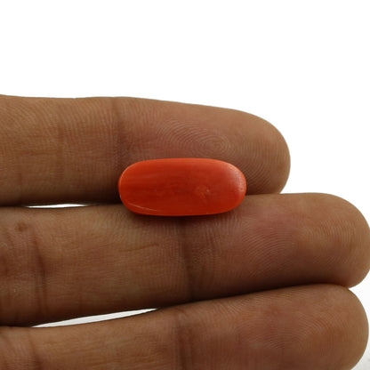 Red Coral (Moonga) - 5.93 Carat