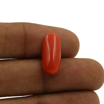 Red Coral (Moonga) - 5.93 Carat