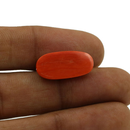 Red Coral (Moonga) - 9.35 Carat