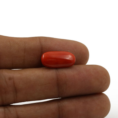 Red Coral (Moonga) - 5.37 Carat