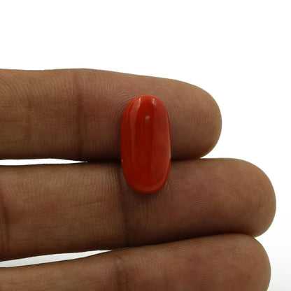Red Coral (Moonga) - 5.37 Carat