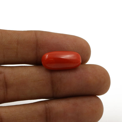 Red Coral (Moonga) - 6.84 Carat