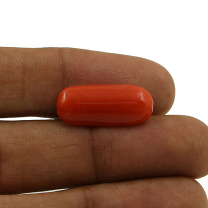 Red Coral (Moonga) - 6.78 Carat