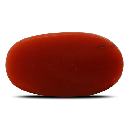 Red Coral (Moonga) - 5.31 Carat