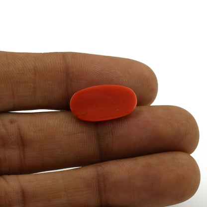 Red Coral (Moonga) - 5.31 Carat