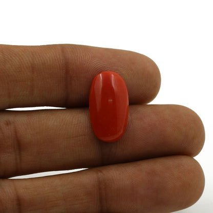 Red Coral (Moonga) - 5.31 Carat