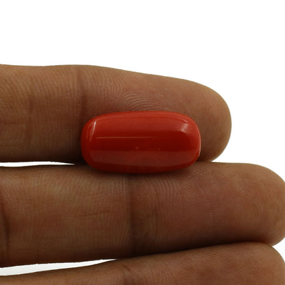 Red Coral (Moonga) - 7.99 Carat