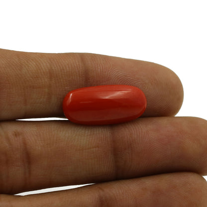 Red Coral (Moonga) - 6.05 Carat