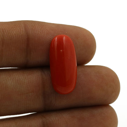 Red Coral (Moonga) - 6.05 Carat