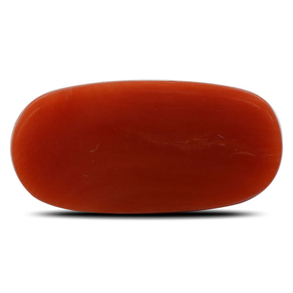Red Coral (Moonga) - 5.43 Carat