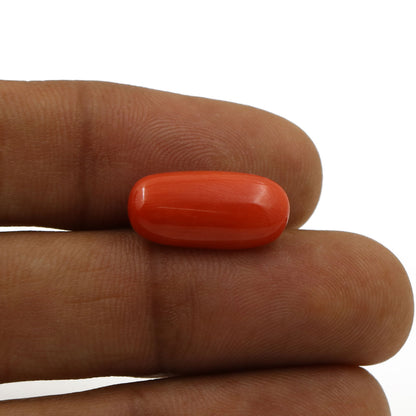 Red Coral (Moonga) - 5.43 Carat