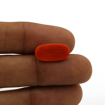 Red Coral (Moonga) - 5.43 Carat