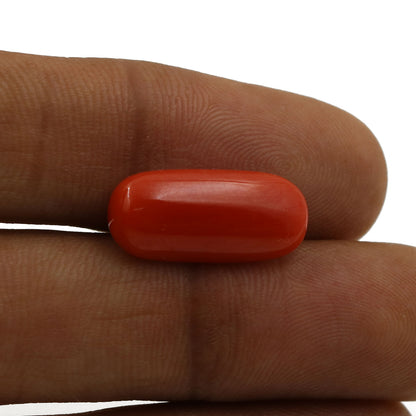Red Coral (Moonga) - 6.25 Carat