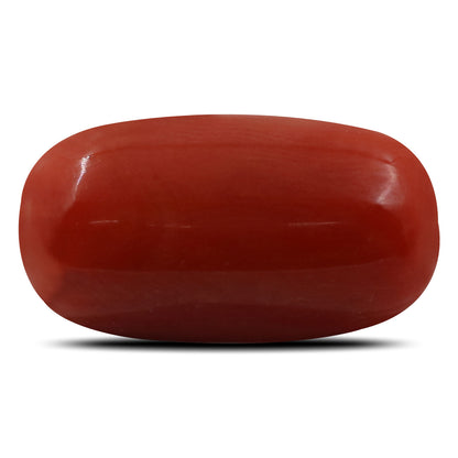 Red Coral (Moonga) - 6.68 Carat