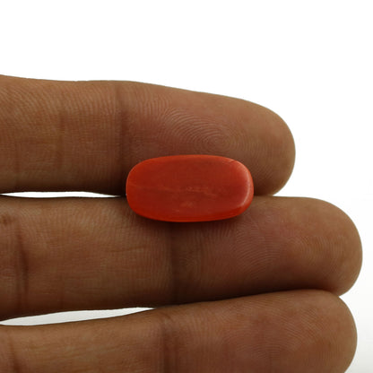 Red Coral (Moonga) - 6.68 Carat