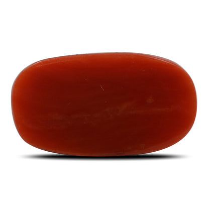 Red Coral (Moonga) - 5.28 Carat