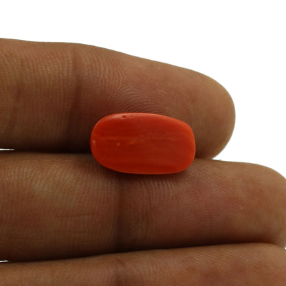 Red Coral (Moonga) - 5.28 Carat