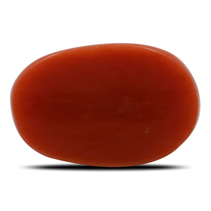 Red Coral (Moonga) - 5.79 Carat