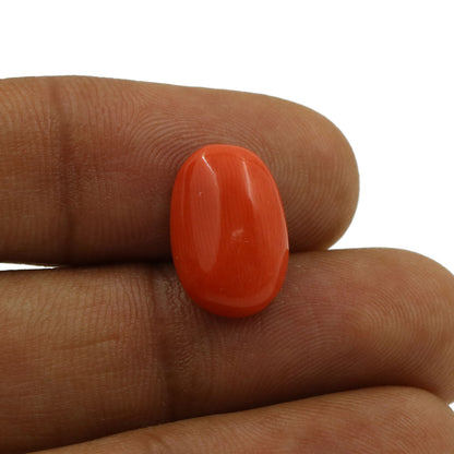 Red Coral (Moonga) - 5.79 Carat