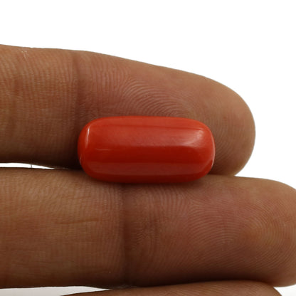 Red Coral (Moonga) - 5.8 Carat