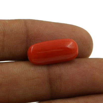 Red Coral (Moonga) - 6.52 Carat