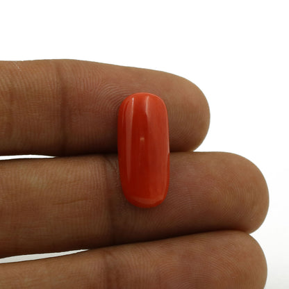 Red Coral (Moonga) - 6.52 Carat