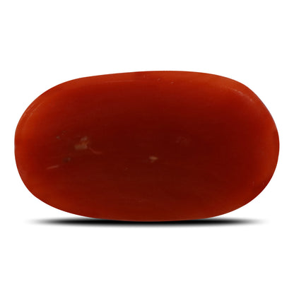 Red Coral (Moonga) - 5.55 Carat