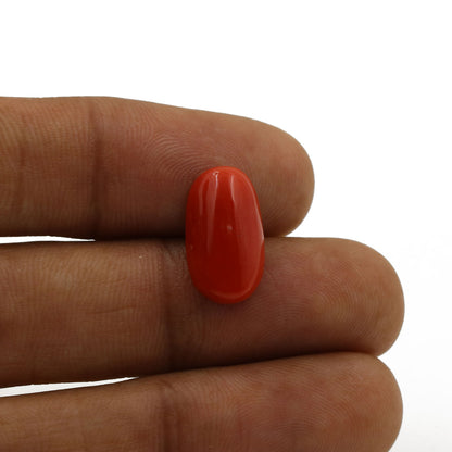 Red Coral (Moonga) - 5.55 Carat